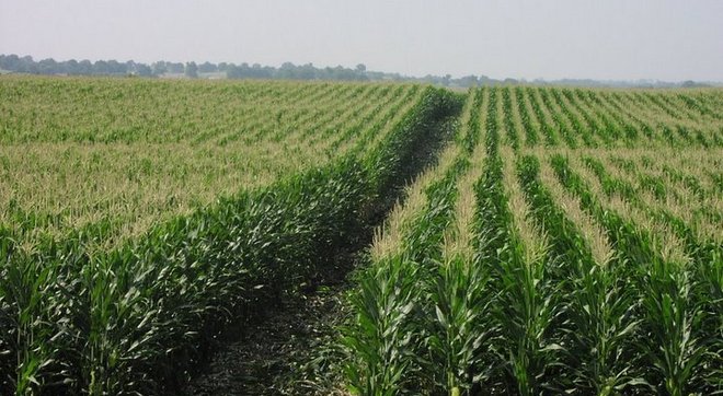 Corn field