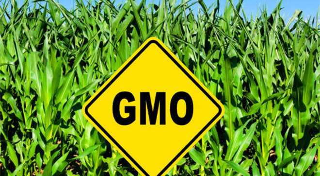 About gmos food farm field