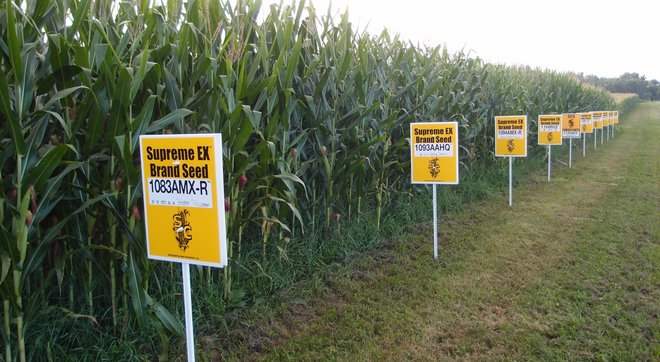 Hybrid corn yellow springs  ohio